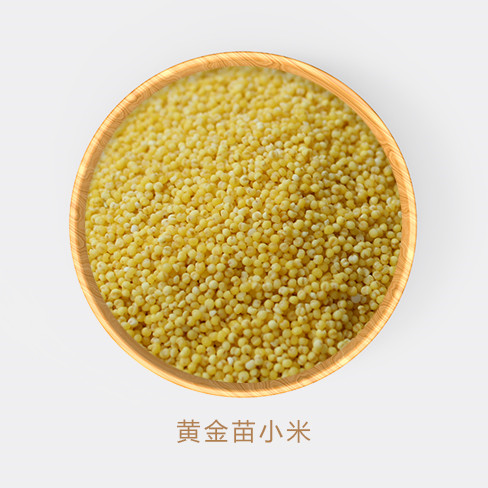 黄金苗小米